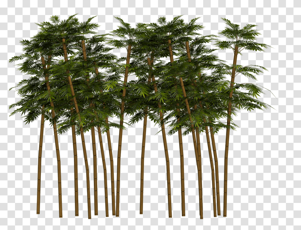 Bamboo Tree Chinese Bamboo Tree, Plant, Gate, Vegetation, Cross Transparent Png