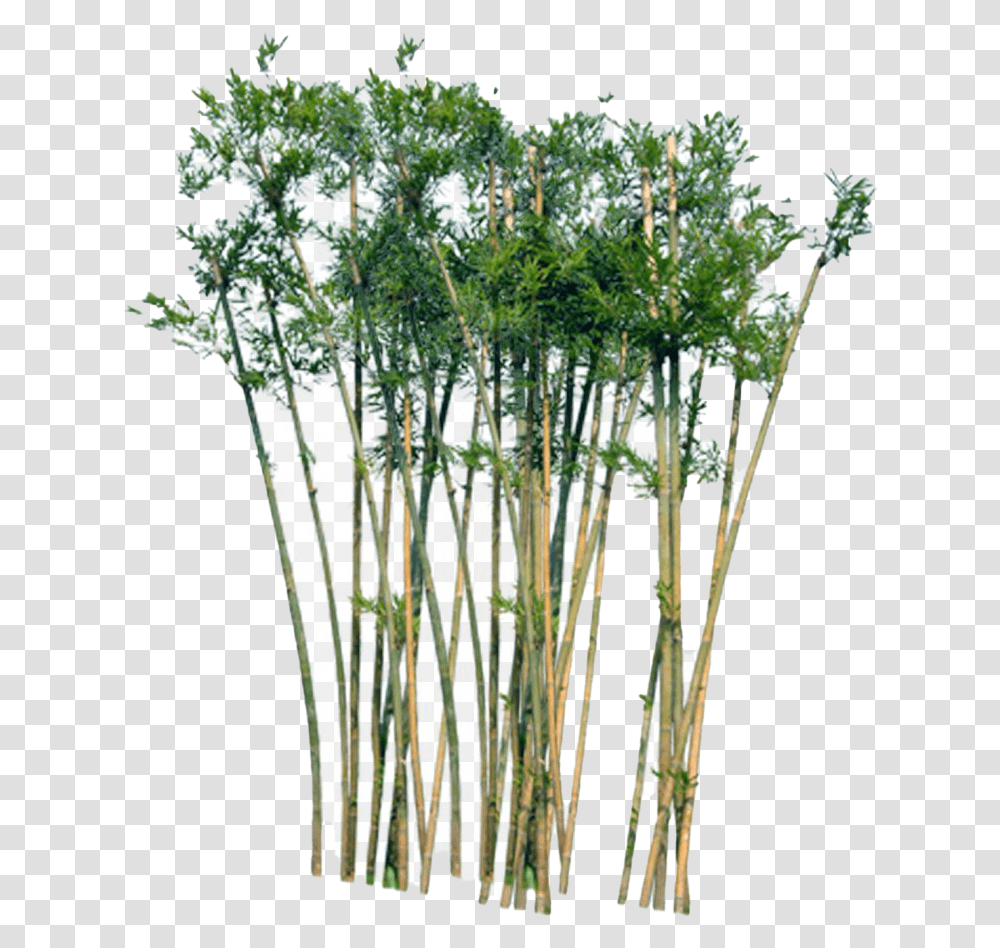 Bamboo Tree In Section, Plant, Food, Seasoning, Dill Transparent Png