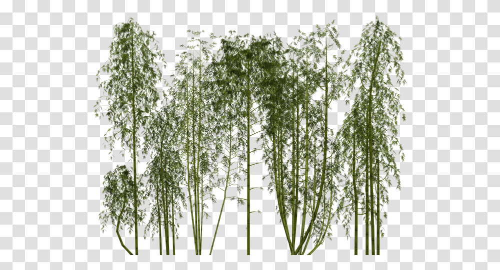 Bamboo Tree Plant Exotic Bamboo, Soil, Leaf, Fern Transparent Png