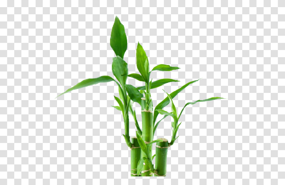Bamboo Tree Plant Exotic Bamboo Tree, Bamboo Shoot, Vegetable, Produce, Food Transparent Png