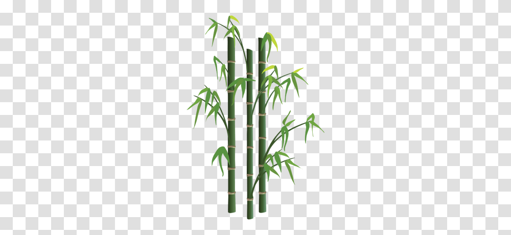 Bamboo Tree, Plant Transparent Png