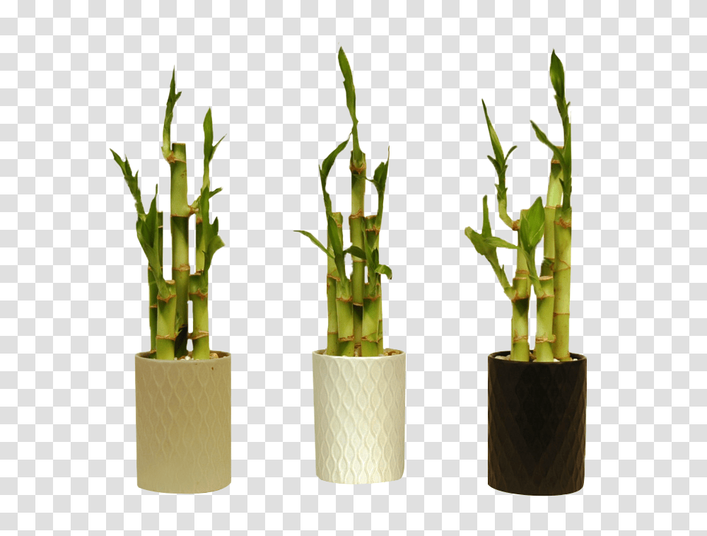 Bamboo Trees Bamboo, Plant, Pineapple, Fruit, Food Transparent Png