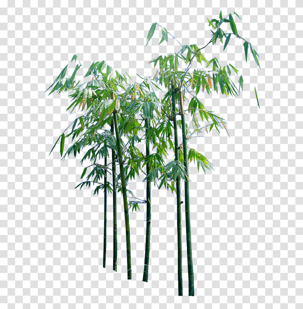 Bamboo Trees, Plant, Lamp, Flower, Blossom Transparent Png