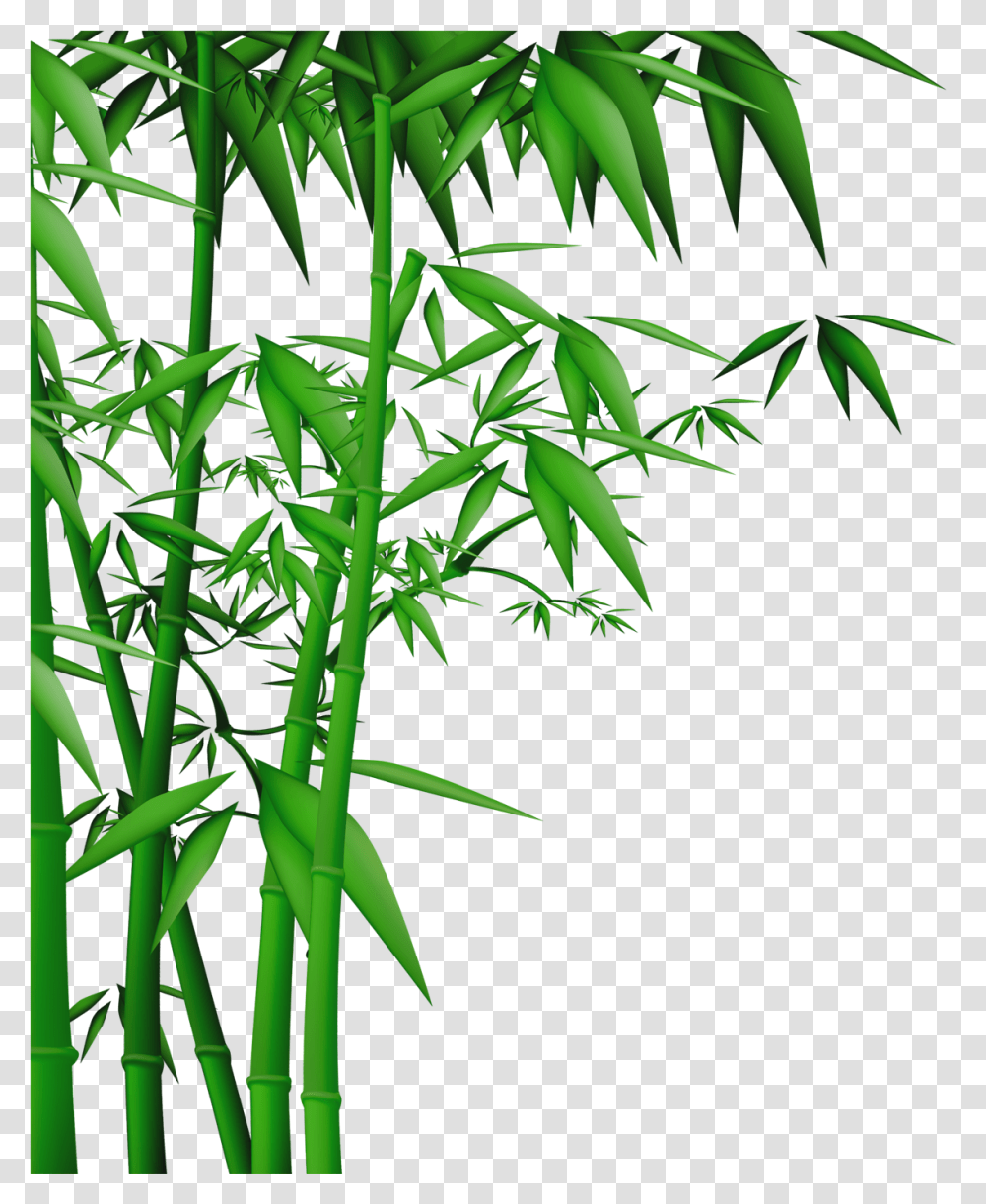 Bamboo Vector Bamboo Tree Vector, Plant Transparent Png
