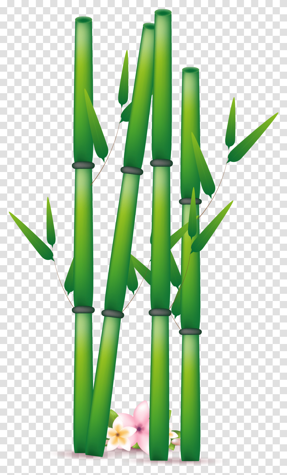 Bamboo Vector, Plant Transparent Png