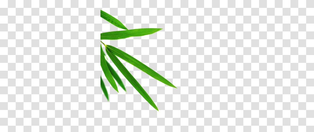 Bamboo Vectors And Clipart For Free Download, Plant, Leaf, Aloe, Flower Transparent Png