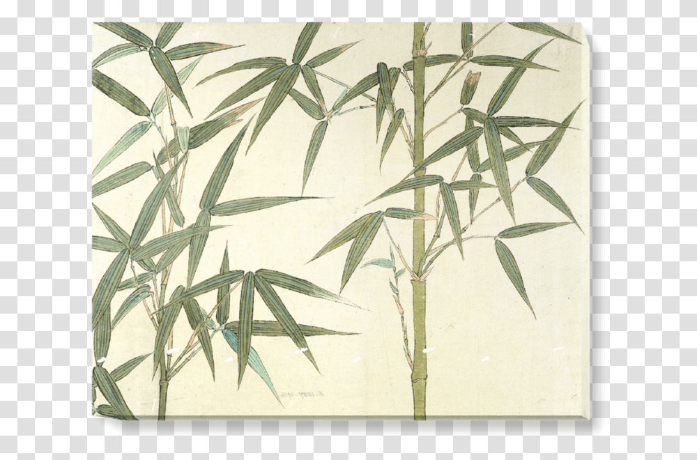 Bamboo Wallpaper Uk, Plant, Grass, Agropyron, Lawn Transparent Png