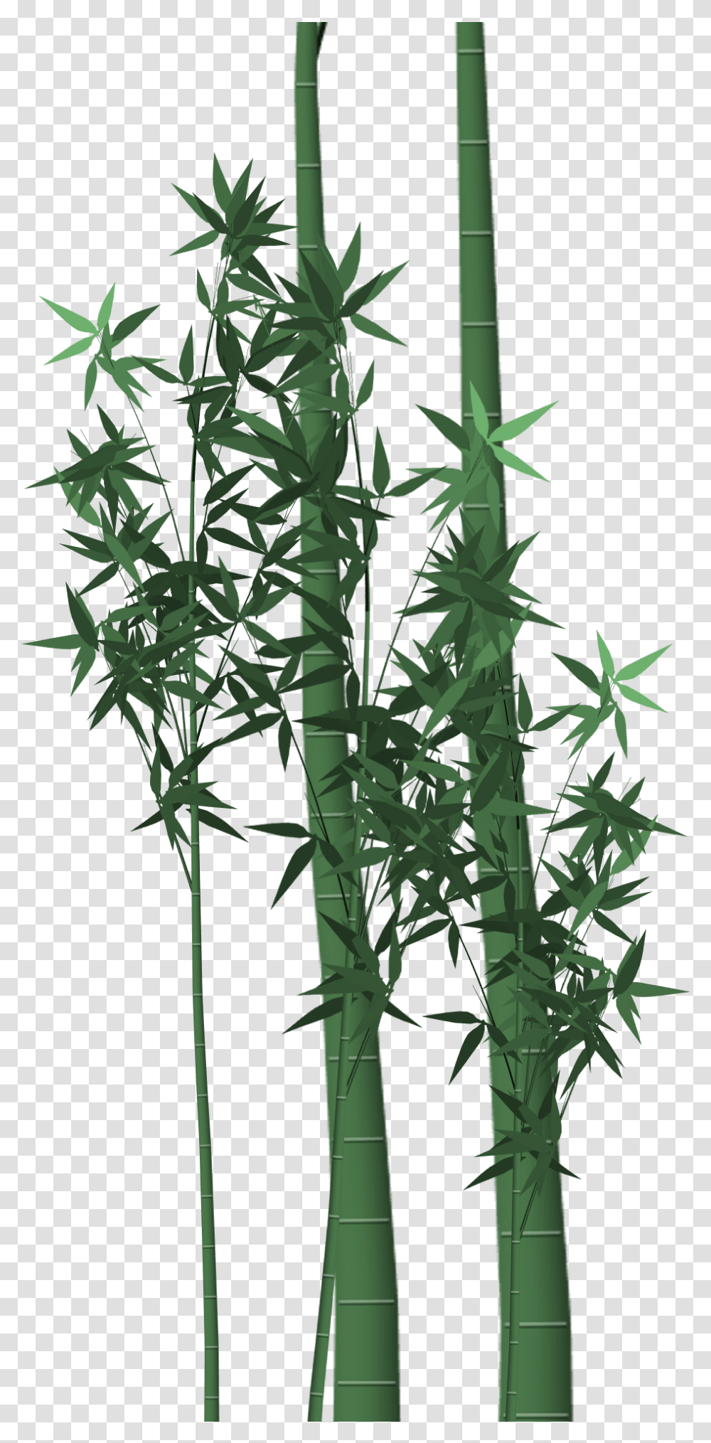 Bamboo With Leaves In A Graphic Representation Free Image, Plant Transparent Png