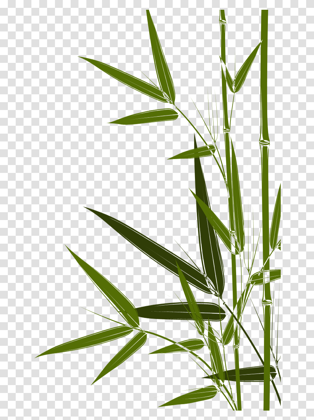 Bambus Clipart Crop, Plant, Flower, Blossom, Grass Transparent Png