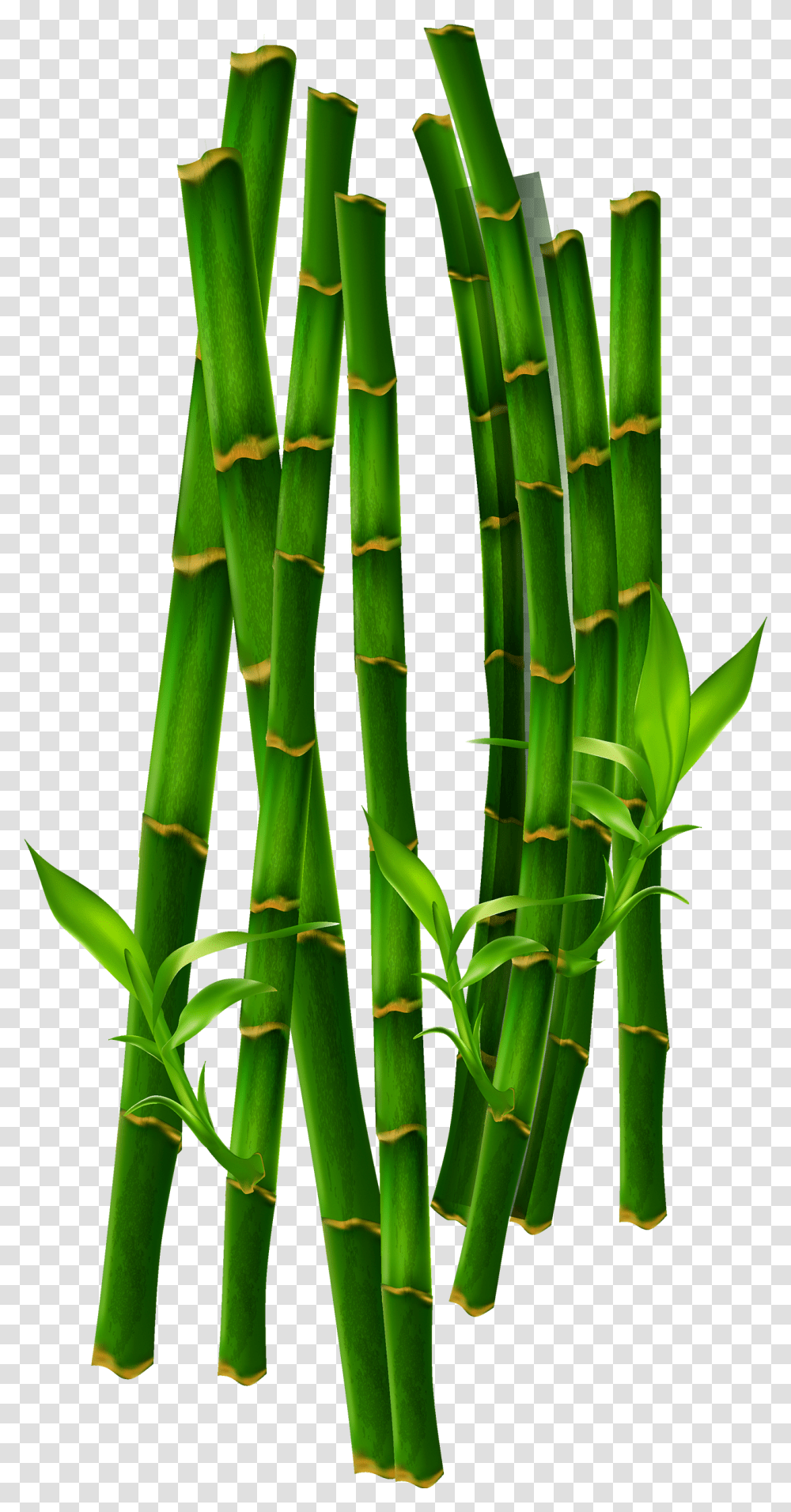 Bambus, Plant, Bamboo Transparent Png