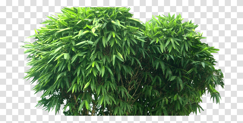 Bambusa Ventricosa Bonsai, Plant, Bamboo, Leaf, Tree Transparent Png
