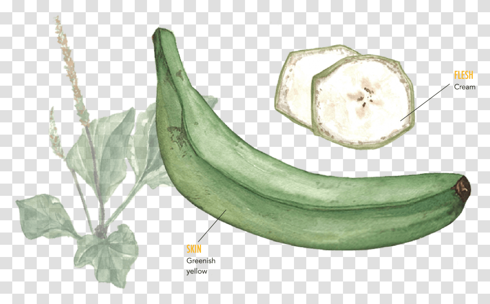 Banana, Fruit, Plant, Food, Animal Transparent Png