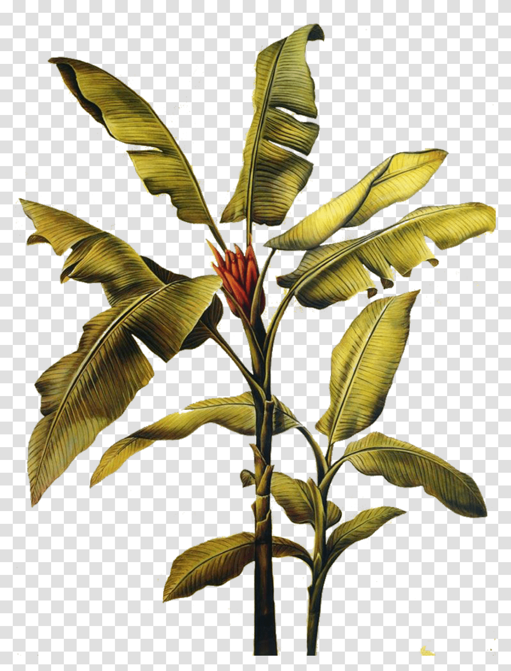 Banana Leaf Art Painting Freetoedit Banana Leaf Plant Painting, Vegetation, Green, Flower, Tree Transparent Png