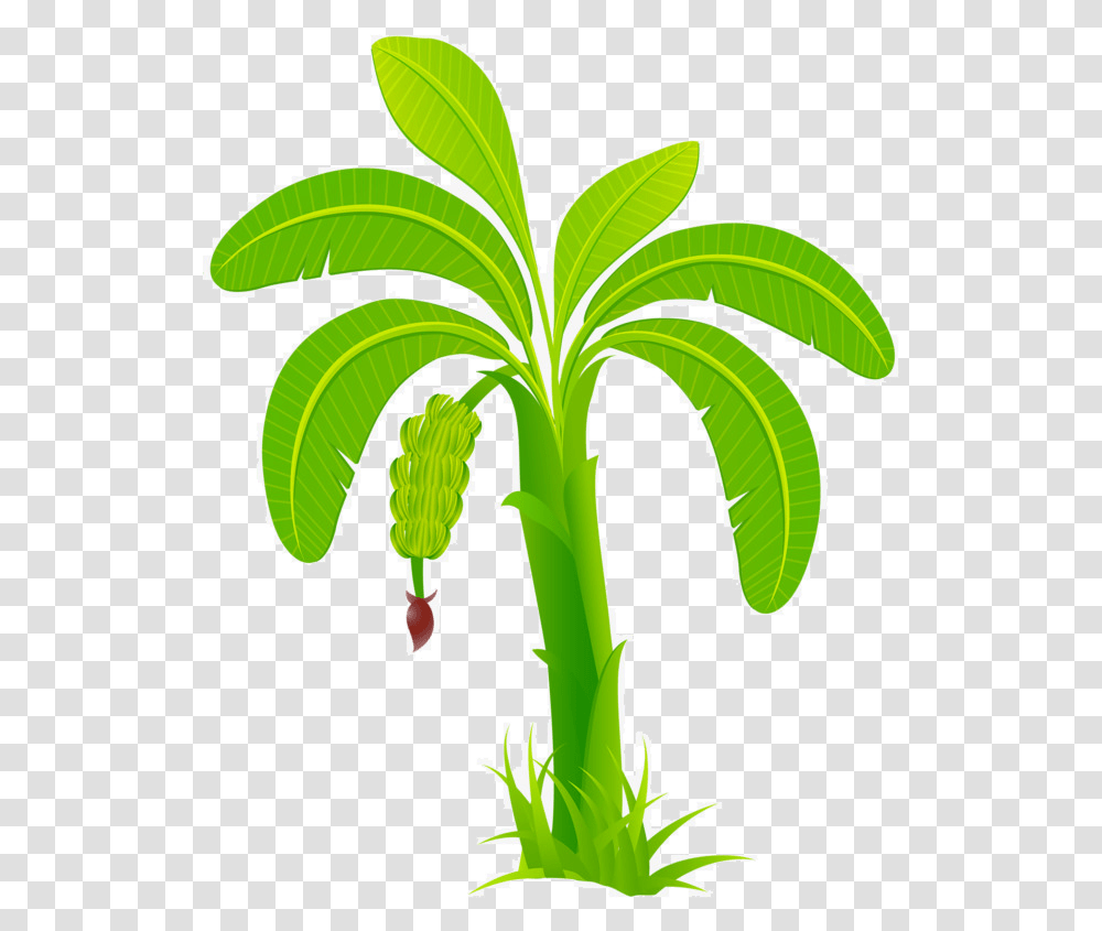 Banana Leaf Banana Tree Image, Plant, Green, Flower, Blossom Transparent Png