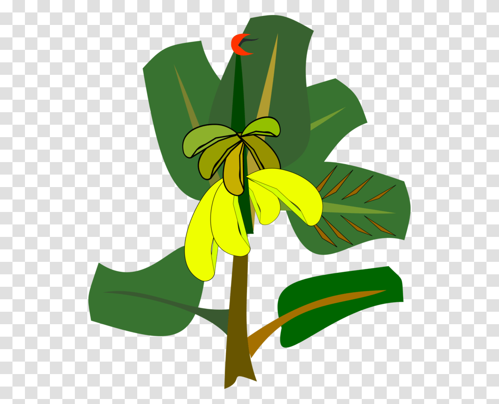 Banana Leaf Drawing Cartoon, Plant, Iris, Flower, Blossom Transparent Png
