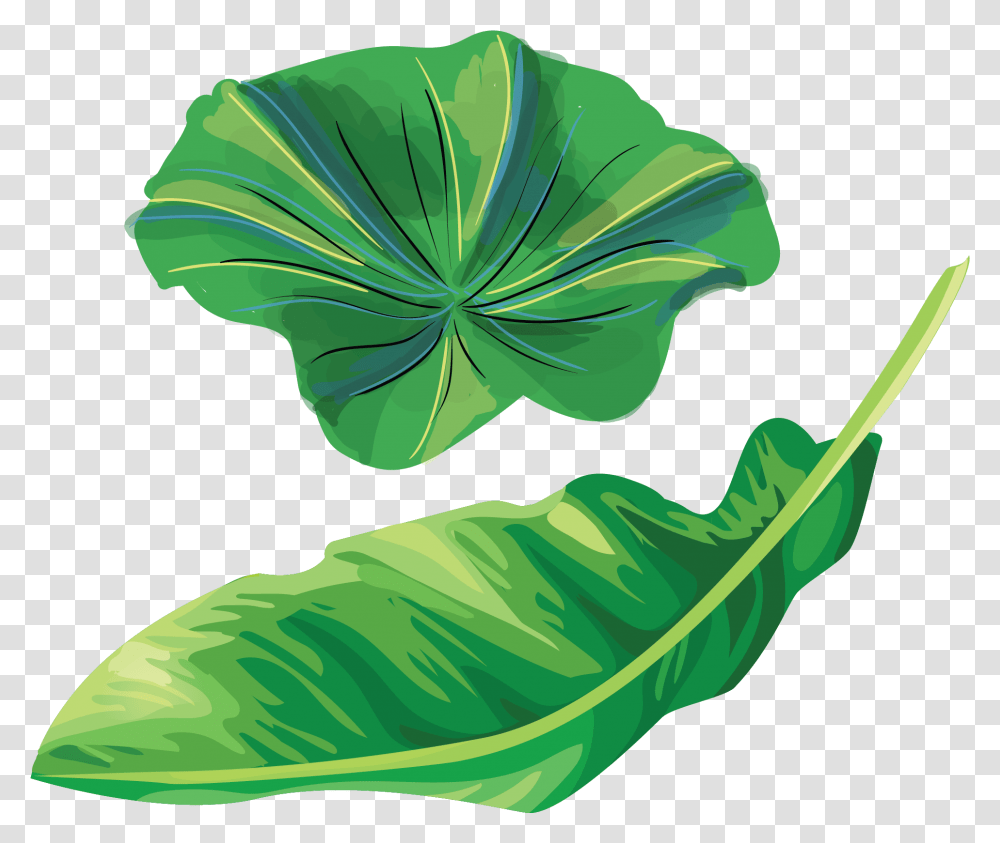 Banana Leaf Illustration Clipart Download Banana Leaves Illustration, Plant, Green, Veins, Flower Transparent Png