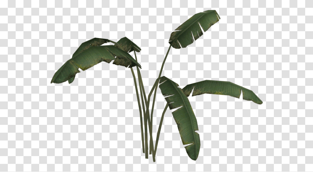 Banana Leaf, Plant, Flower, Tree, Annonaceae Transparent Png