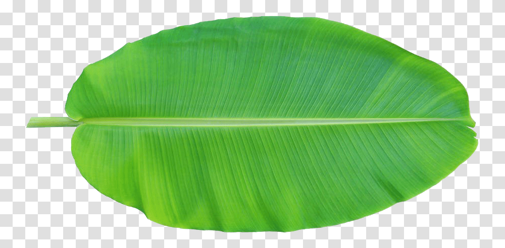 Banana Leaves Banana Leaf Clip Art, Plant, Green, Tree, Vegetation Transparent Png