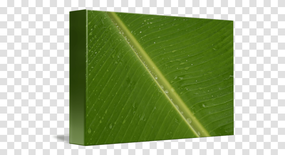 Banana Leaves By Asif Abdhullah Vertical, Leaf, Plant, Green, Veins Transparent Png