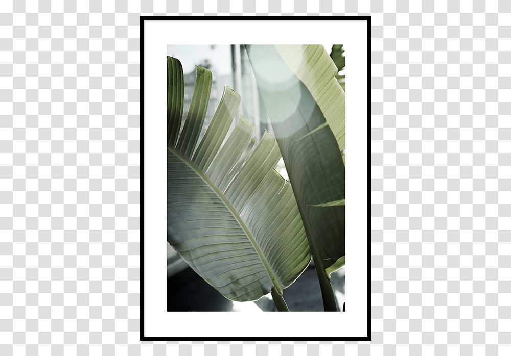 Banana Leaves Leaf, Plant, Green, Veins, Flower Transparent Png