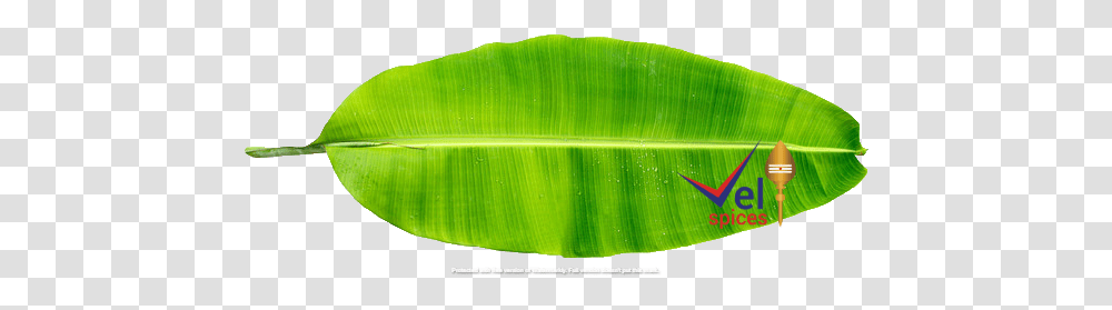 Banana Leaves Pcs Banana Leaves, Leaf, Plant, Green, Rug Transparent Png