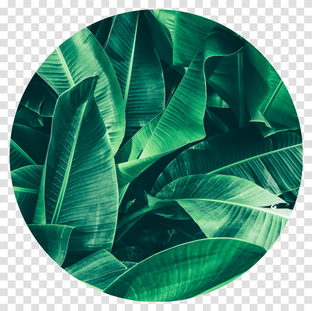 Banana Leaves Texture Background, Green, Plant, Leaf, Sphere Transparent Png