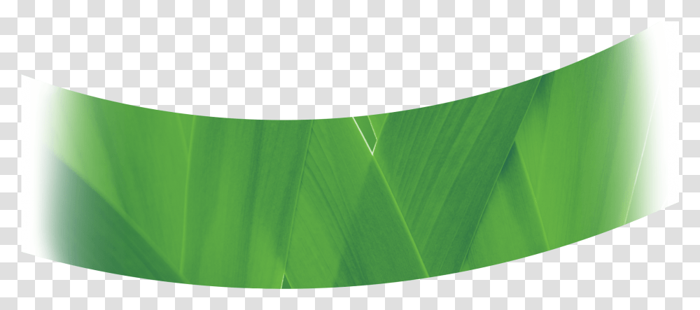 Banana Leaves Tree, Tabletop, Plant, Screen, Electronics Transparent Png