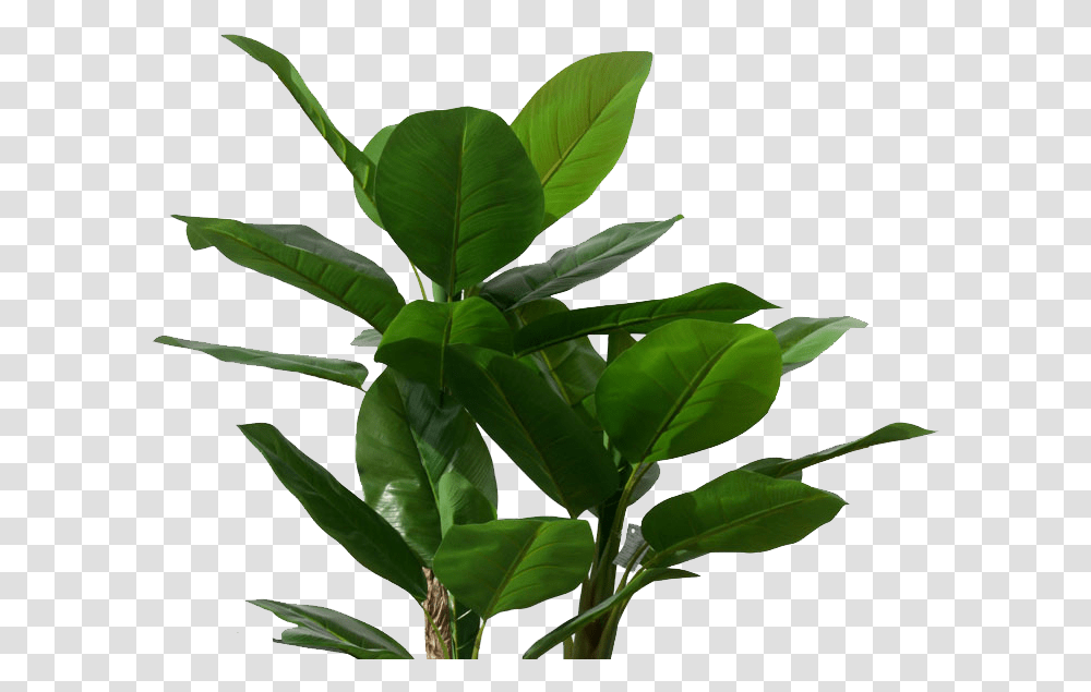 Banana Plant Banana Leaf Tree, Vegetation, Green, Flower, Annonaceae Transparent Png