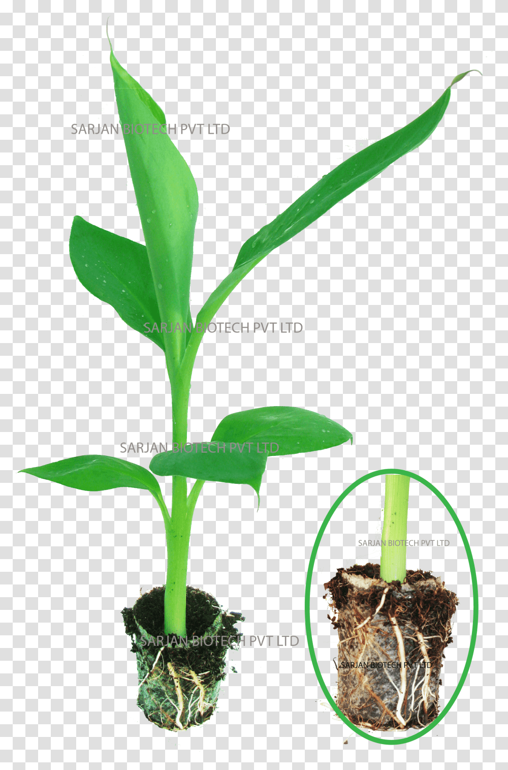 Banana Tissue Culture Plant, Sprout, Flower, Blossom, Leaf Transparent Png