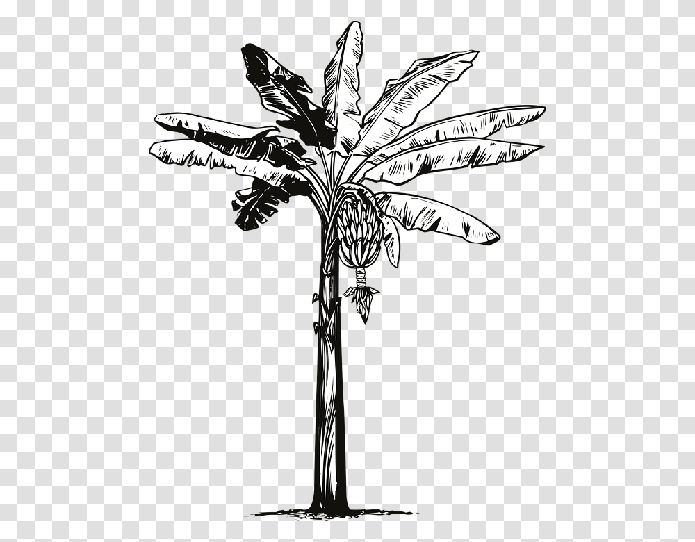 Banana Tree Banana Fruit Banana Tree Hand Drawn Sketch, Plant, Cross, Leaf Transparent Png