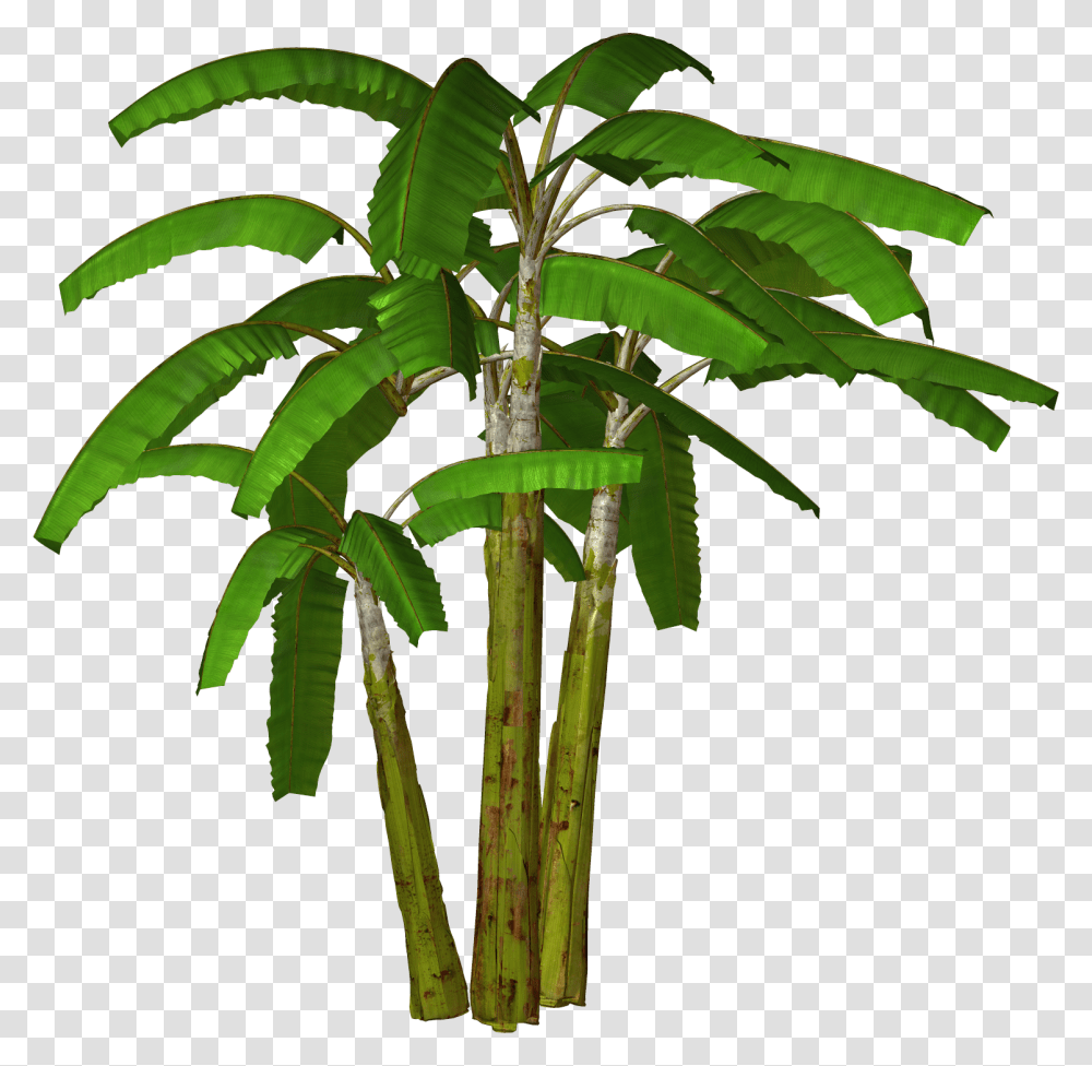 Banana Tree Banana Tree Clipart, Plant, Palm Tree, Arecaceae, Bamboo Transparent Png