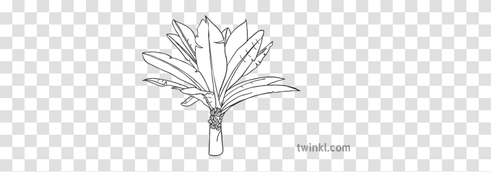 Banana Tree Black And White Hand On Floor Side, Leaf, Plant, Bird, Animal Transparent Png