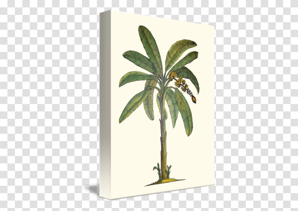 Banana Tree Botanical, Leaf, Plant, Palm Tree, Annonaceae Transparent Png