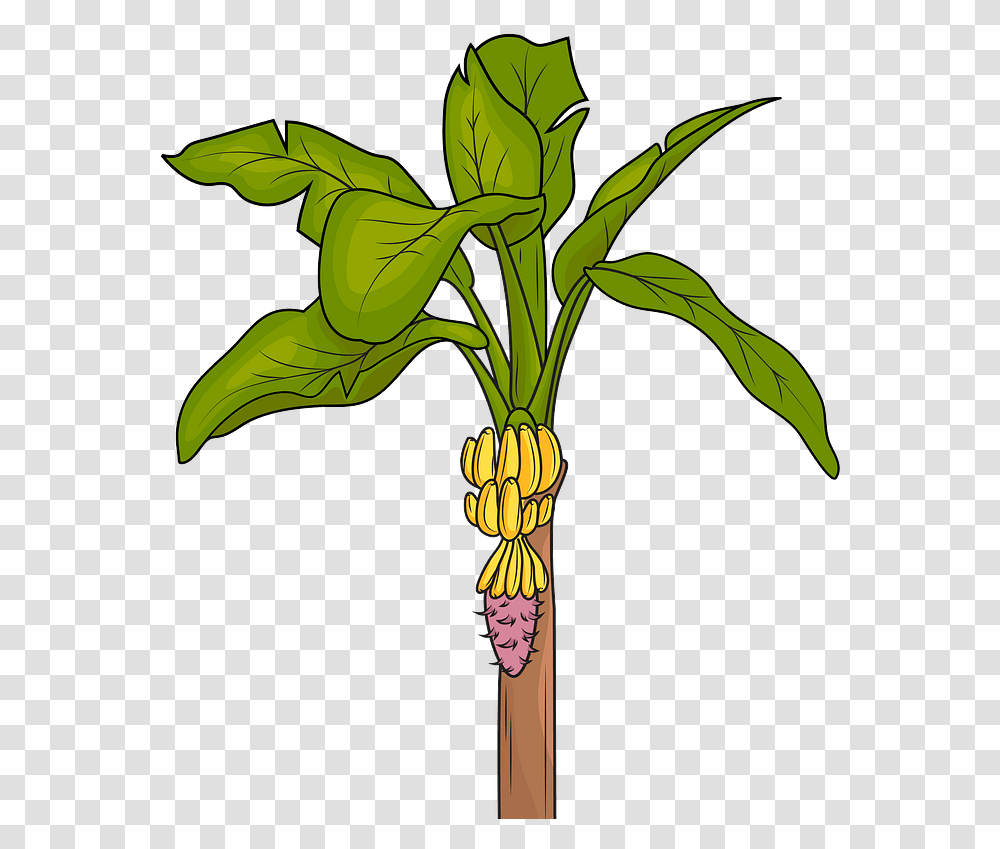 Banana Tree Clipart Free Download Creazilla Clip Art Of Banana Tree, Plant, Palm Tree, Arecaceae, Root Transparent Png