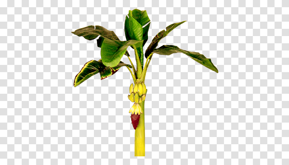 Banana Tree Clipart Monkey In A Stock Photography Acclaim Images, Plant, Leaf, Flower, Sprout Transparent Png