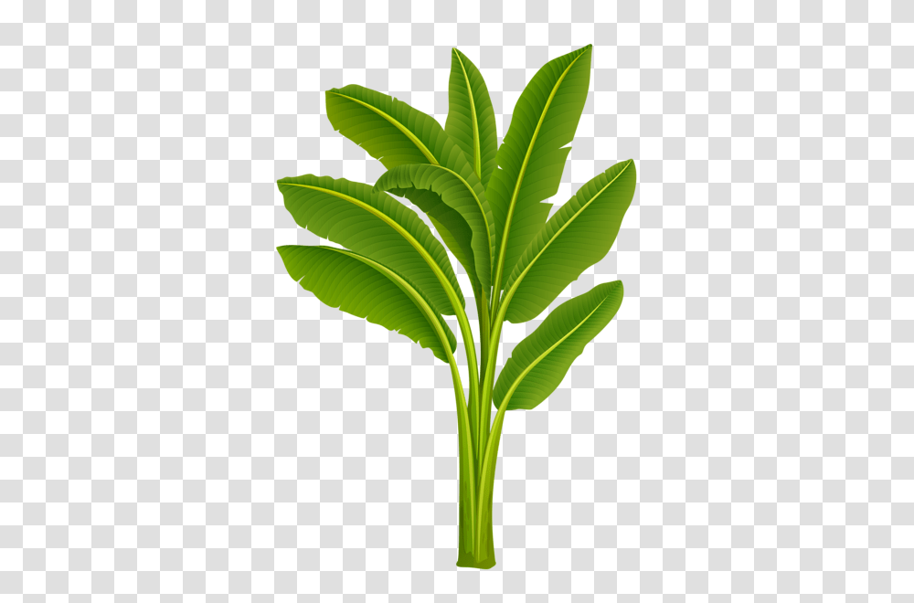 Banana Tree Hd Banana Tree Hd Images, Plant, Leaf, Green, Tobacco Transparent Png