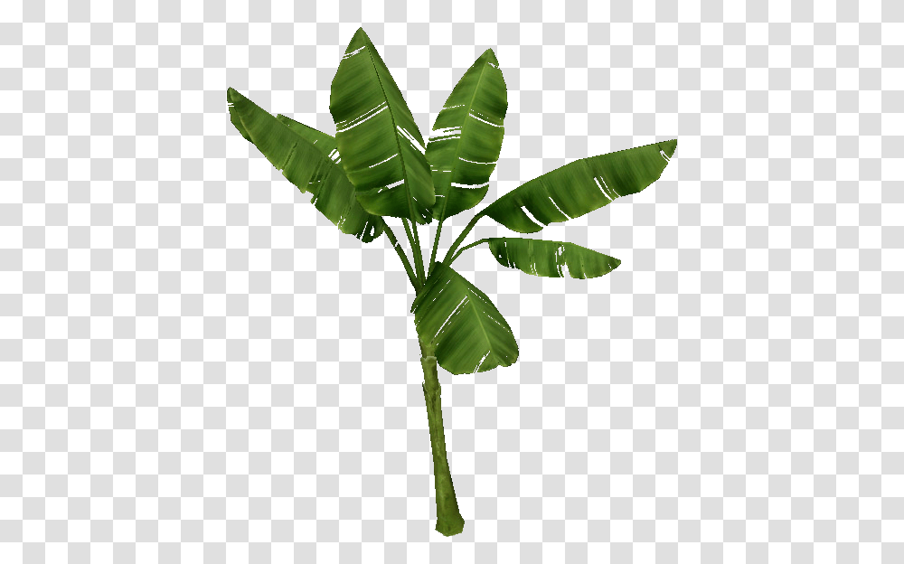 Banana Tree Hq Banana Banana Images, Leaf, Plant, Green, Vegetation Transparent Png