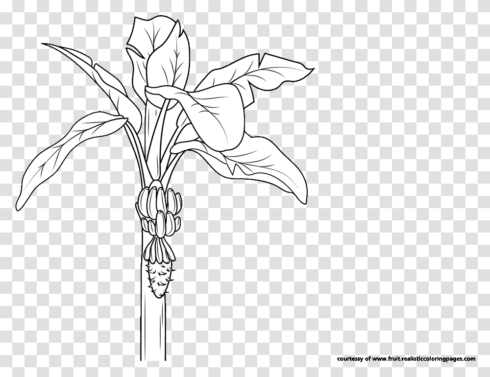 Banana Tree Illustration, Leaf, Plant, Cross Transparent Png