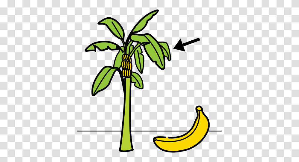 Banana Tree In Arasaac Global Symbols Clip Art, Plant, Fruit, Food, Flower Transparent Png