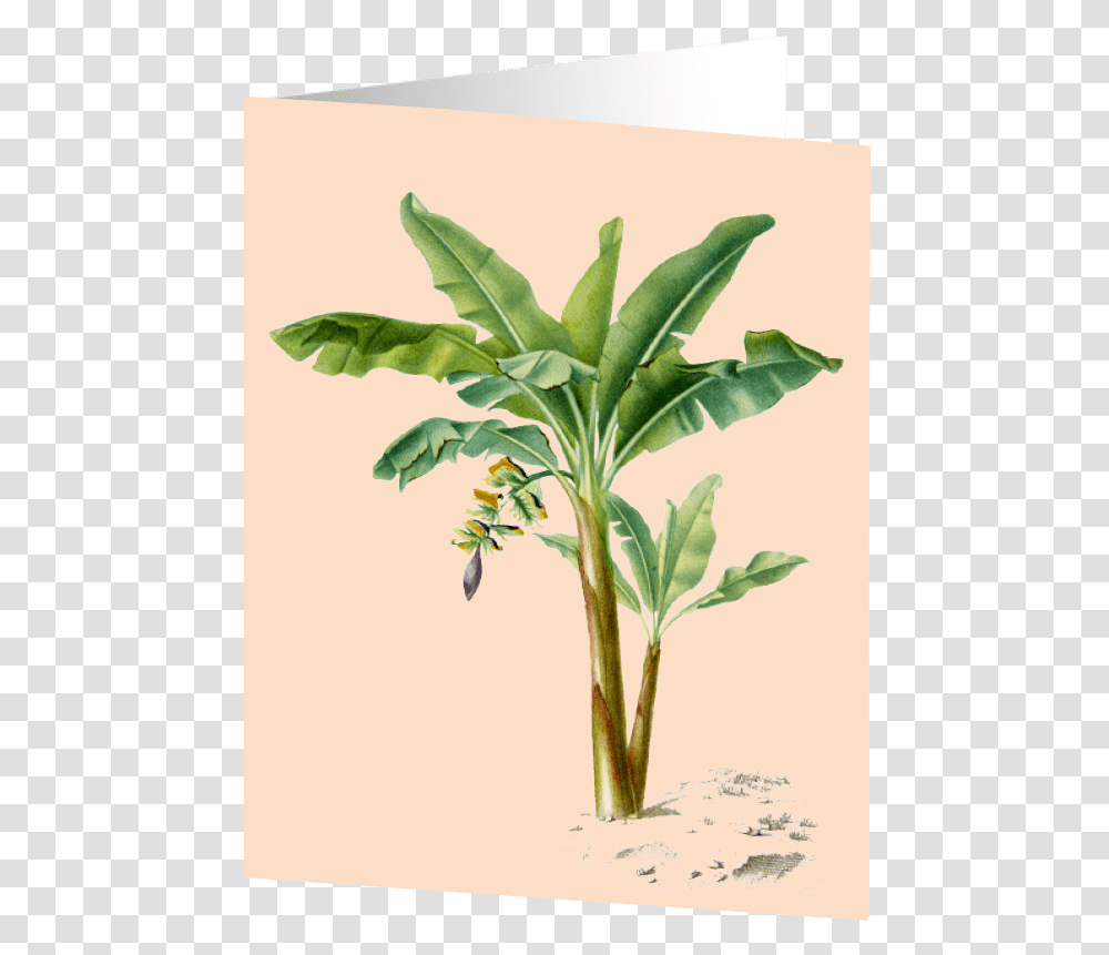 Banana Tree, Leaf, Plant, Flower, Blossom Transparent Png