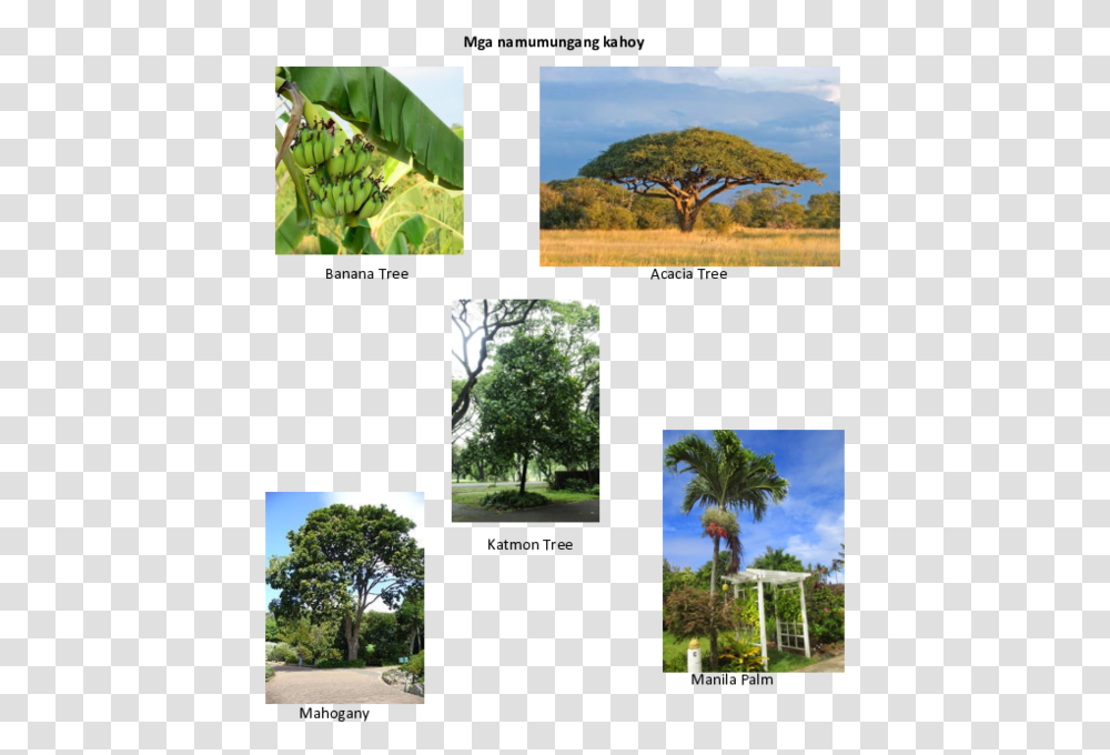 Banana Tree Namumungang Kahoy, Collage, Poster, Advertisement, Plant Transparent Png