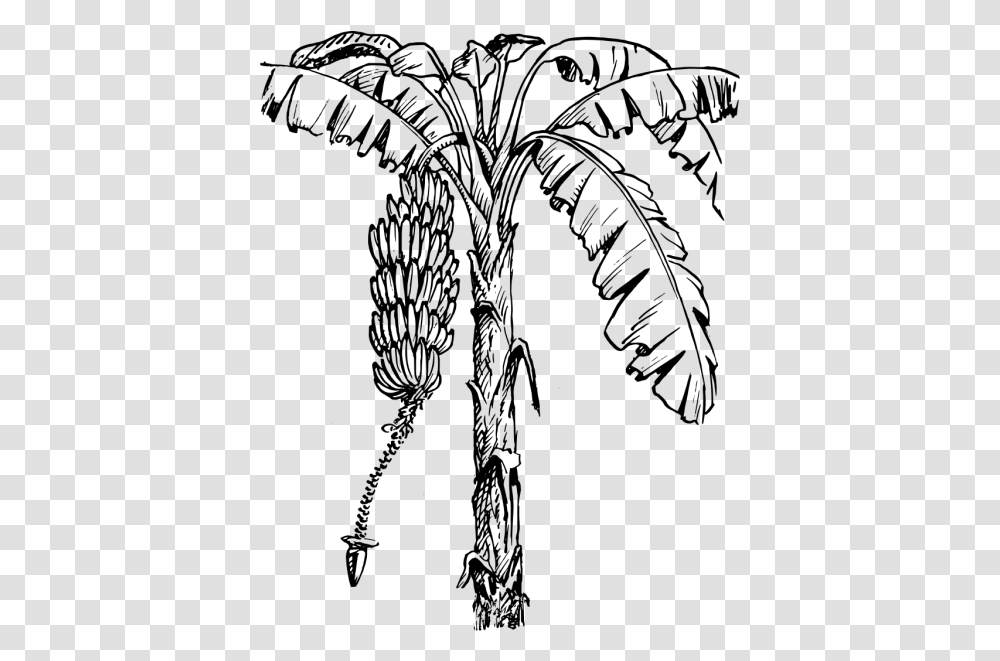 Banana Tree Pencil Drawing, Gray, World Of Warcraft Transparent Png