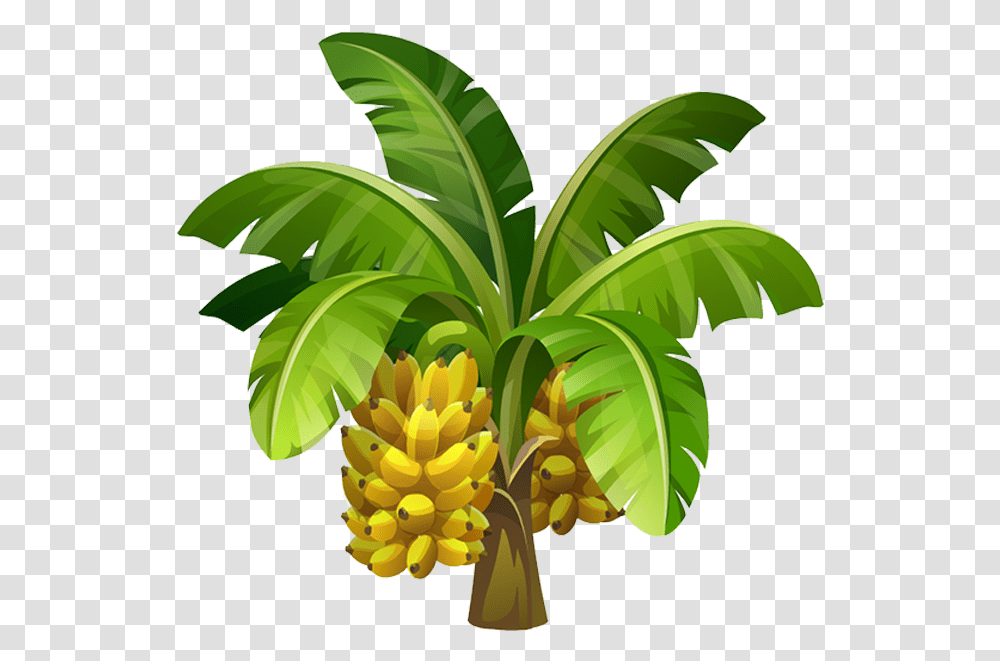 Banana Tree Photo Background Banana Tree Images Hd, Plant, Fruit, Food, Leaf Transparent Png