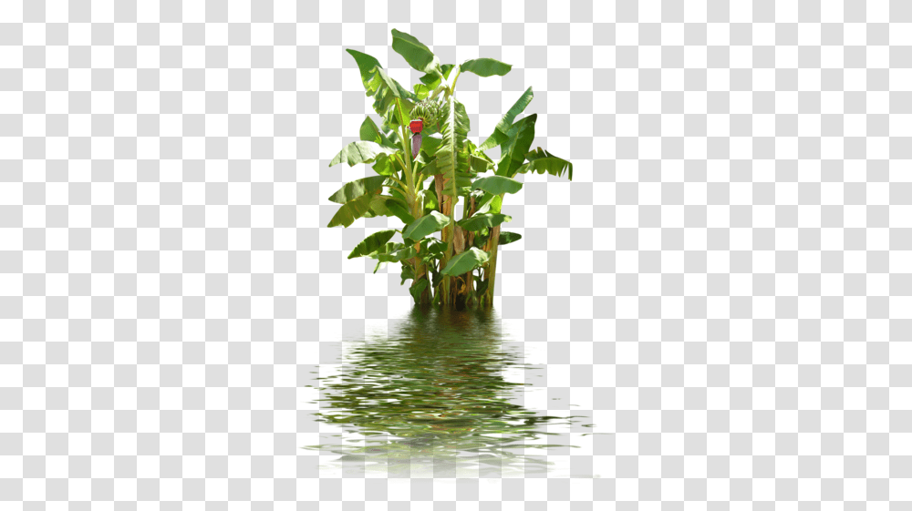 Banana Tree Photo Background Banana Tree, Plant, Flower, Leaf, Acanthaceae Transparent Png