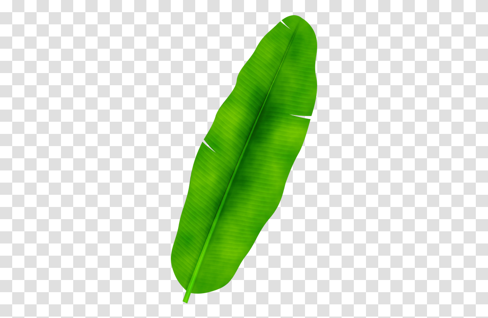 Banana Tree Photo Banana Leaf Drawing, Green, Plant, Veins, Petal Transparent Png