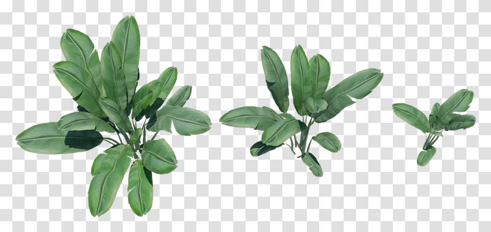 Banana Tree Plant Arctostaphylos, Leaf, Annonaceae, Acanthaceae, Flower Transparent Png