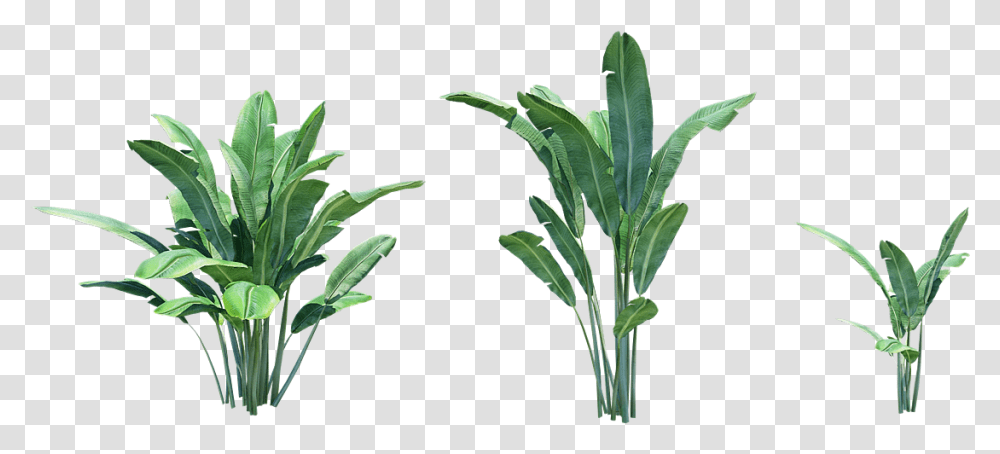 Banana Tree Plant Grass, Leaf, Flower, Vegetation, Annonaceae Transparent Png