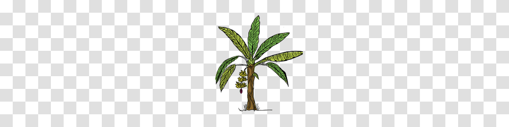 Banana Tree, Plant, Leaf, Palm Tree, Arecaceae Transparent Png