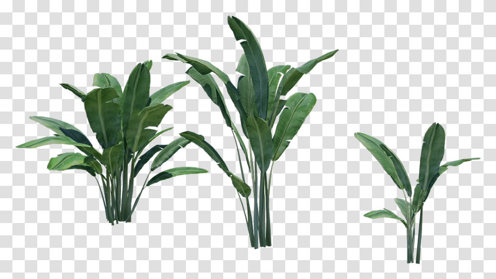 Banana Tree Plant Palm Tree, Leaf, Flower, Blossom, Green Transparent Png