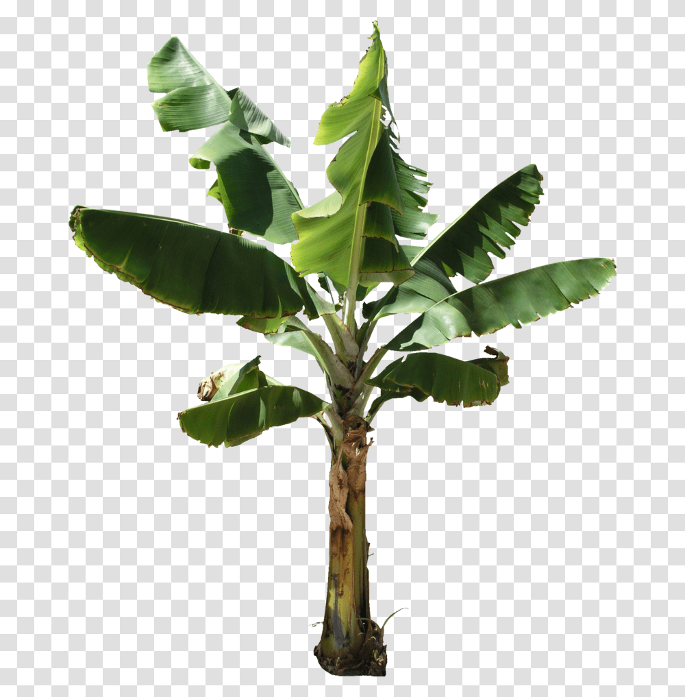 Banana Tree Texture Banana Tree Background, Plant, Leaf, Vegetation, Fruit Transparent Png